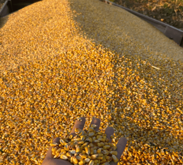 Grãos selecionados: Milho e Café