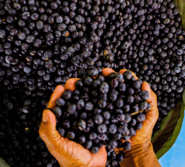 Açaí